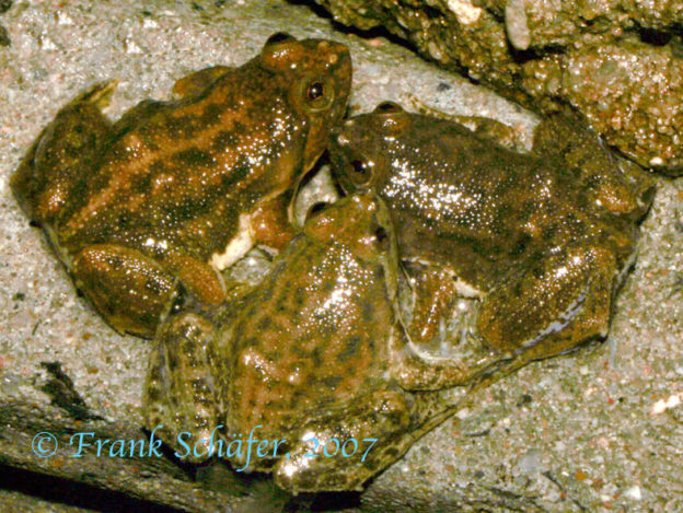 Occidozyga lima Aquarium Glaser GmbH