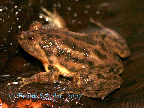 Occidozyga lima Aquarium Glaser GmbH