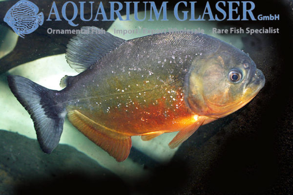 Pygocentrus piraya Aquarium Glaser GmbH