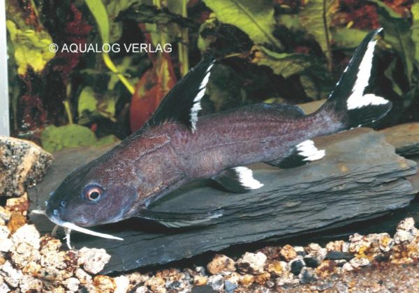 Synodontis granulosus Aquarium Glaser GmbH