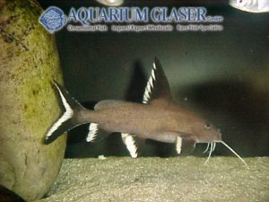 Synodontis granulosus Aquarium Glaser GmbH