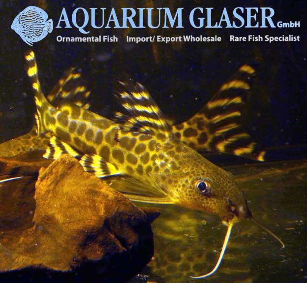 Synodontis pardalis Aquarium Glaser GmbH