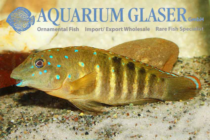 Tanganicodus irsacae "Ikola" - Aquarium Glaser GmbH