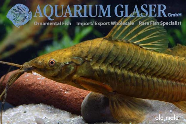 Lepthoplosternum pectorale