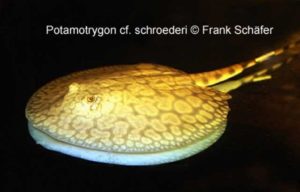 Potamotrygon cf. schroederi