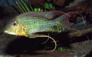 Geophagus altifrons