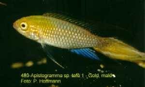 Apistogramma sp. Tefé 1 – Gold