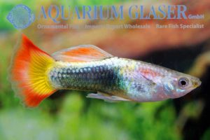 Guppy Neon Flame