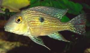 Geophagus sp. „Pindare“