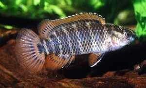 Badis sp. Patao