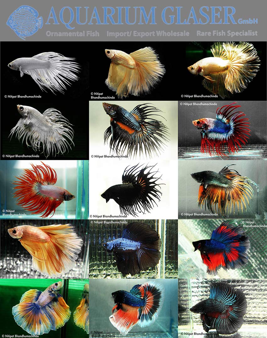 New Betta splendens Special A Selection Aquarium Glaser GmbH