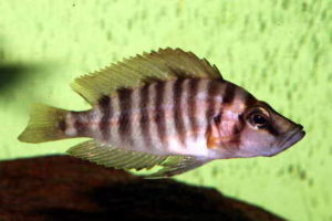 Altolamprologus compressiceps