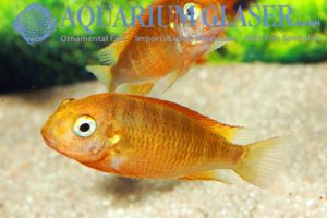 Tropheus sp. Yellow