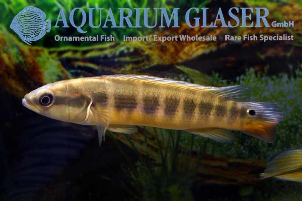 Crenicichla semifasciata Aquarium Glaser GmbH