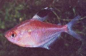 Hyphessobrycon pyrrhonotus