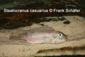 Steatocranus casuarius
