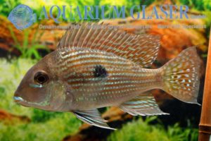 Geophagus sp. Rio Caete