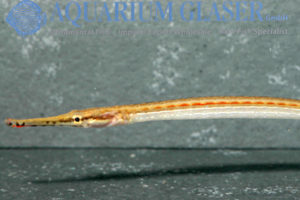 Microphis lineatus