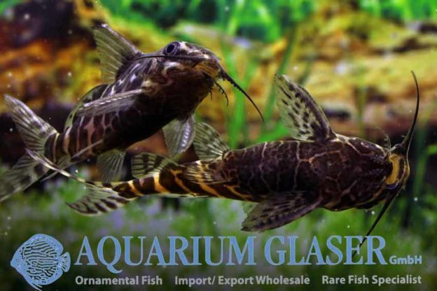 Synodontis batensoda Aquarium Glaser GmbH