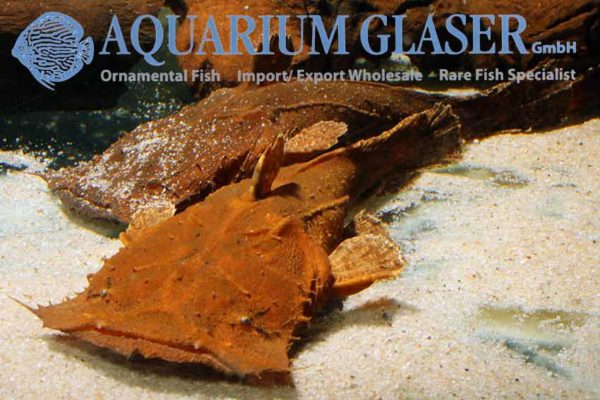 Chaca bankanensis - Aquarium Glaser GmbH