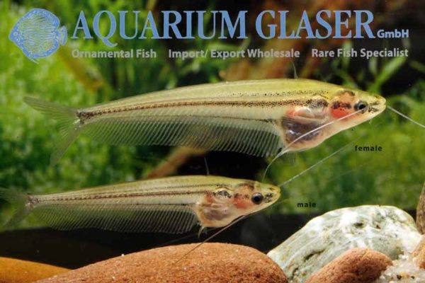 Kryptopterus macrocephalus Aquarium Glaser GmbH