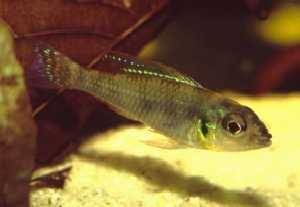 Biotoecus sp. „Tapajos – New“