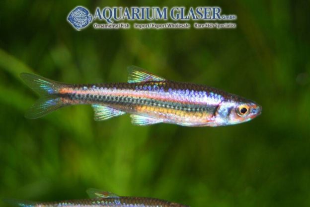 Notropis chrosomus Aquarium Glaser GmbH