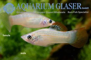 Poecilia salvatoris