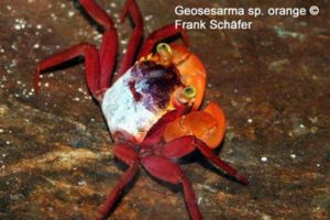 Geosesarma sp. „orange“