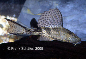 Hypostomus sp. „Chaco“