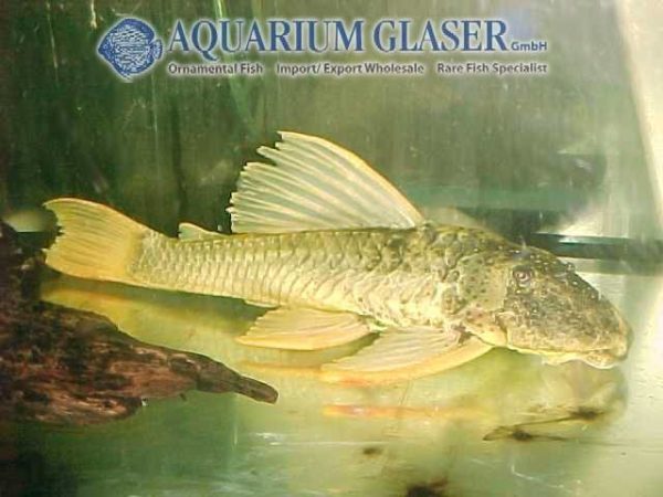 Hypostomus luteus Aquarium Glaser GmbH
