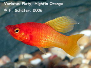 Platy variatus „Highfin Orange“