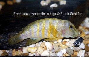 Eretmodus cyanostictus „Kigoma“