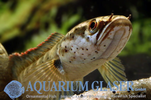 Das EUweite ChannaVerbot ist vom Tisch! Aquarium Glaser GmbH