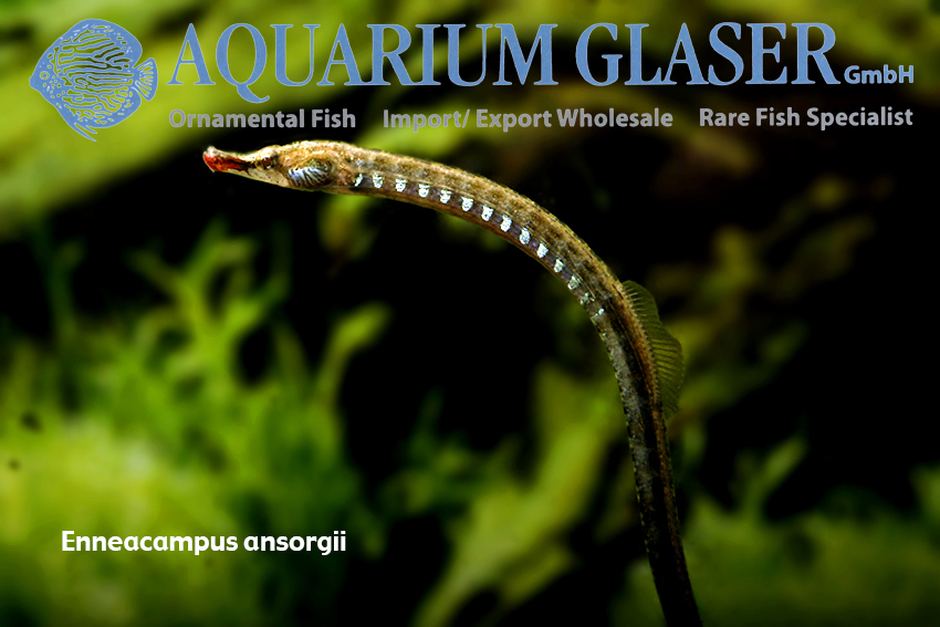 Freshwater pipefish care sale