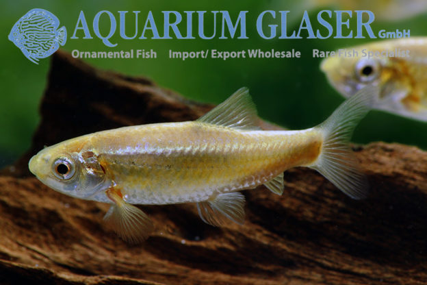 Garra culiciphaga Aquarium Glaser GmbH