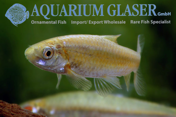 Garra culiciphaga Aquarium Glaser GmbH