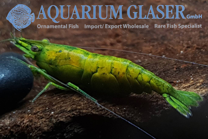 Neocaridina Denticulata Hulk Orange Aquarium Glaser GmbH Neocaridina Denticulata Hulk Orange Aquarium Glaser GmbH