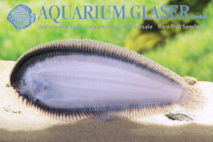 Apionichthys nattereri Aquarium Glaser GmbH