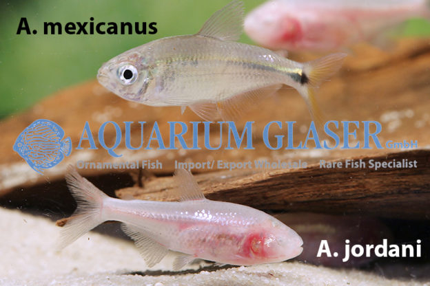 Astyanax mexicanus Aquarium Glaser GmbH