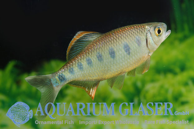 Barilius ardens Aquarium Glaser GmbH