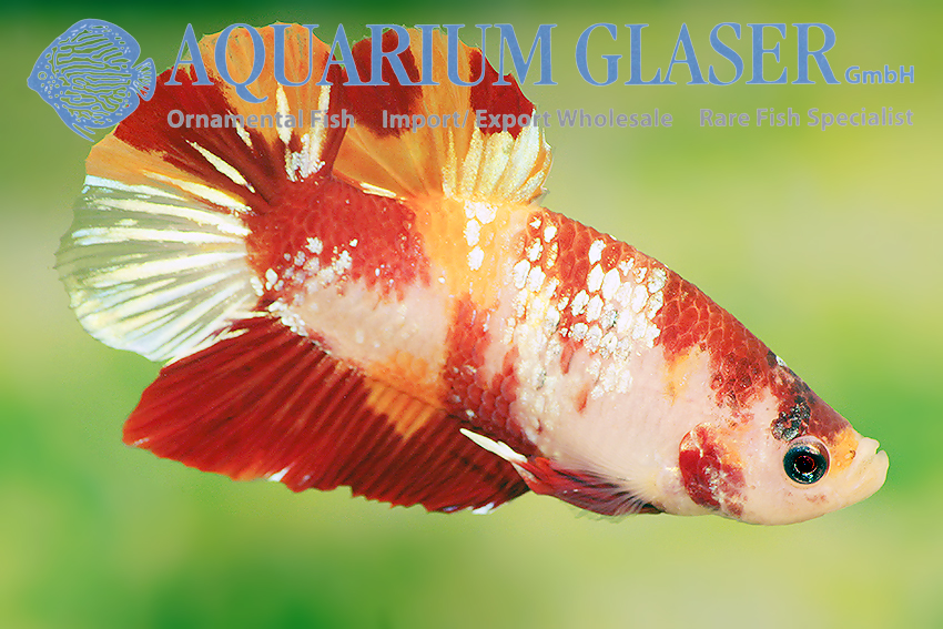 Candy Betta - Iakan Laga Betta Hmpk Koi Candy Marble Pets For Sale In