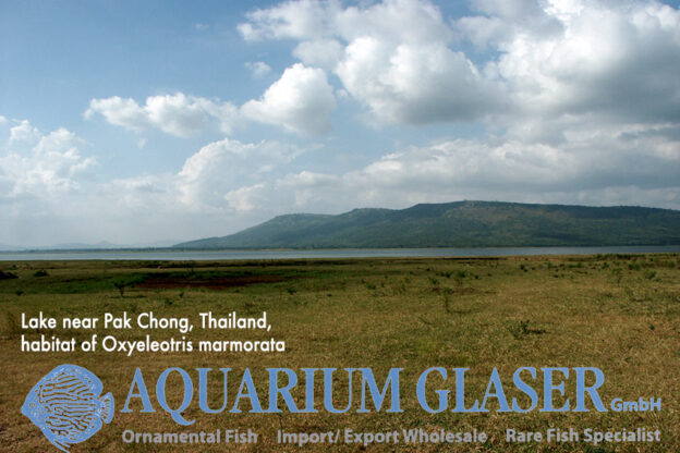 Oxyeleotris marmorata - Aquarium Glaser GmbH