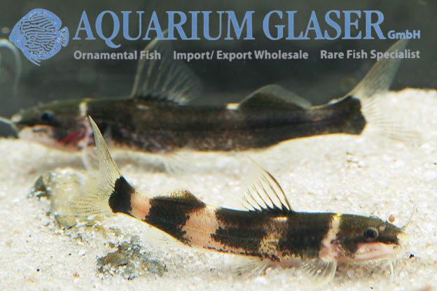 Cetopsorhamdia molinae Aquarium Glaser GmbH