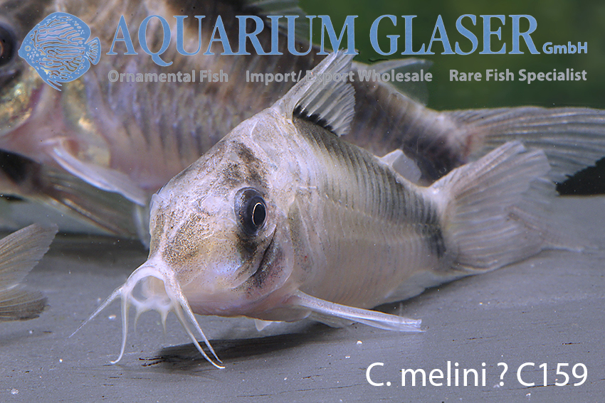 The real Corydoras melini? - Aquarium Glaser GmbH
