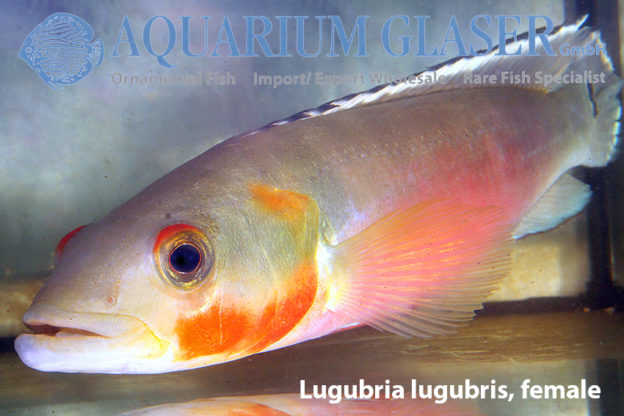 Die Crenicichla wurden neu klassifiziert Aquarium Glaser GmbH