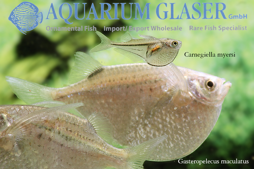 www.aquariumglaser.de