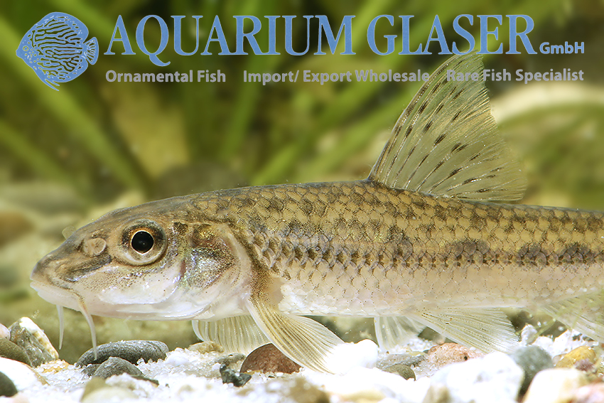 Small Gudgeon Fish Gobio Gobio with Fishing Hook in Mouth, Held in Hand by  Fisherman. Stock Photo - Image of freshwater, river: 154526806