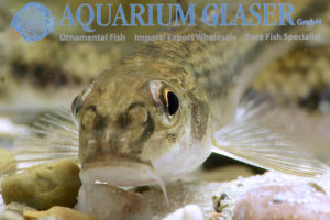 Gobio gobio, Gründling Aquarium Glaser GmbH