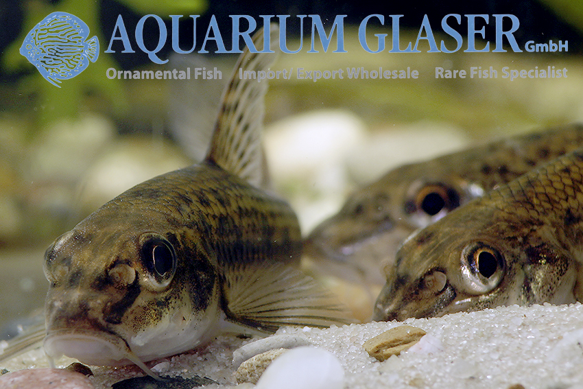 Small Gudgeon Fish Gobio Gobio with Fishing Hook in Mouth, Held in Hand by  Fisherman. Stock Photo - Image of freshwater, river: 154526806